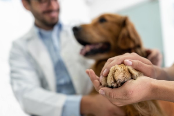 Photo of a veterinarian examining a dog, whose paw is being held by someone off camera.