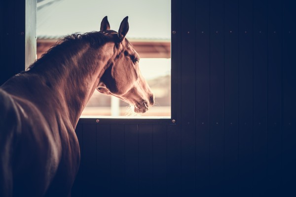 Photo of a brown horse looking out of a stable window.