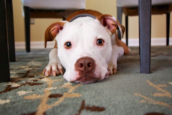 Photo of a brown and white dog laying under a table looking at the camera.