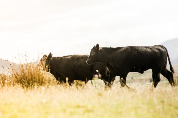 Photo of two black cows walking through a paddock.