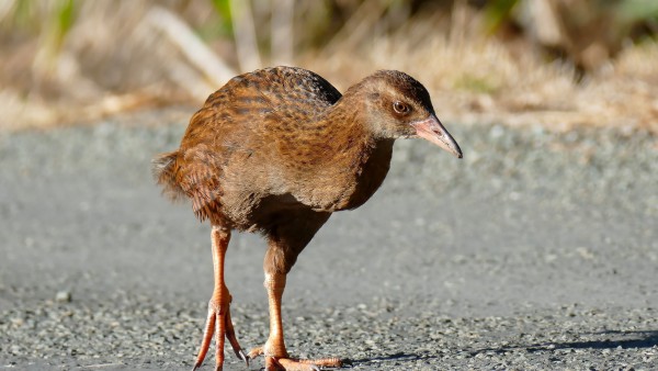 Photo of a brown bird walking over a stretch of concrete.