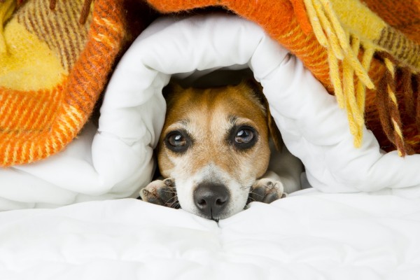 Photo of a small dog with its head poking out from underneath a pile of blankets.