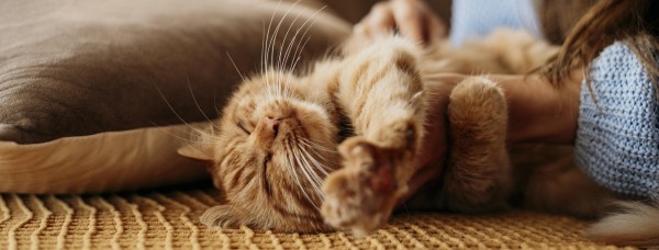 Photo of a ginger cat stretching happily as someone pats it.