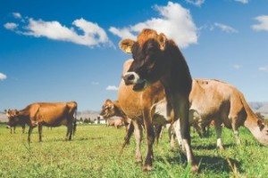 97fa3dda185448369fee9463742ee86a