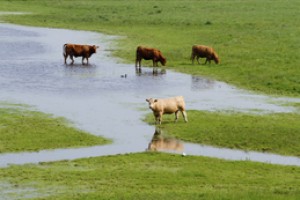 Emergency cows
