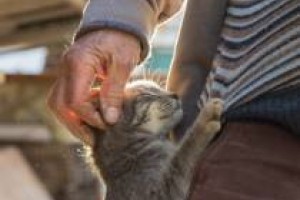 iStock Cat elderly