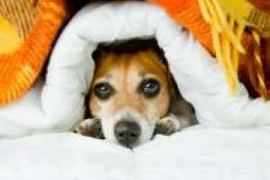 iStock Dog blanket