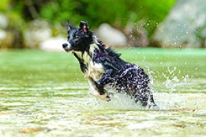 iStock Dog water copy