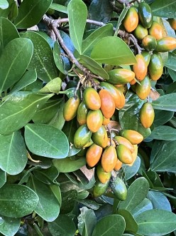 Photo of orange karaka berries on a tree.