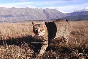 Image from DOC: Feral cat, Rangitata River valley